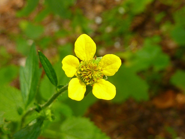 geum urbanum