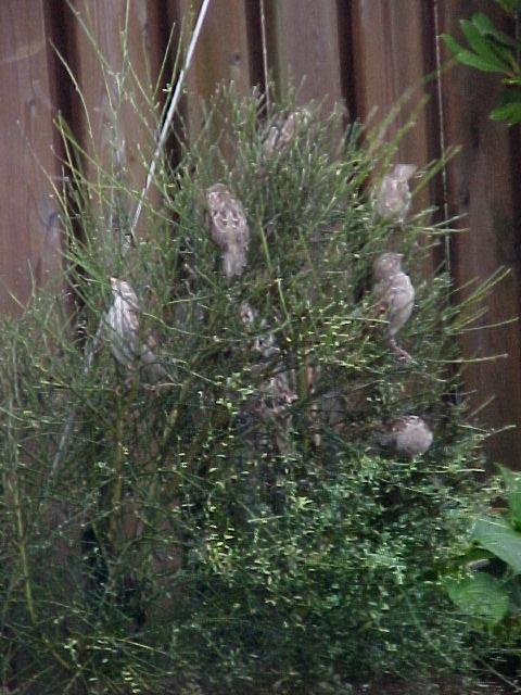 de mussen aan het eten