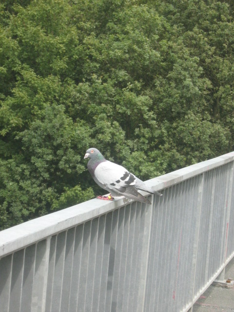 Even rust na lange vlucht