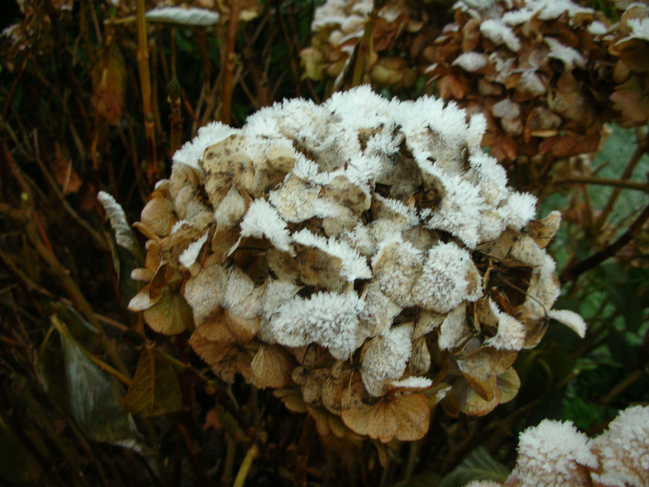 rijp hortensia