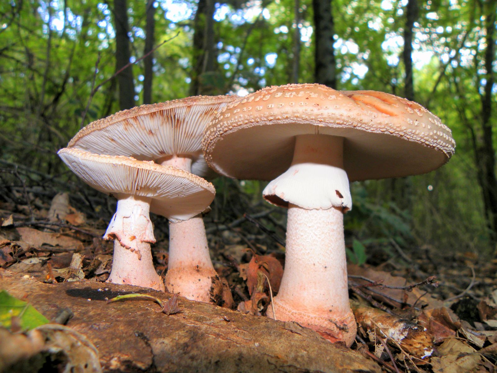 paddestoelen