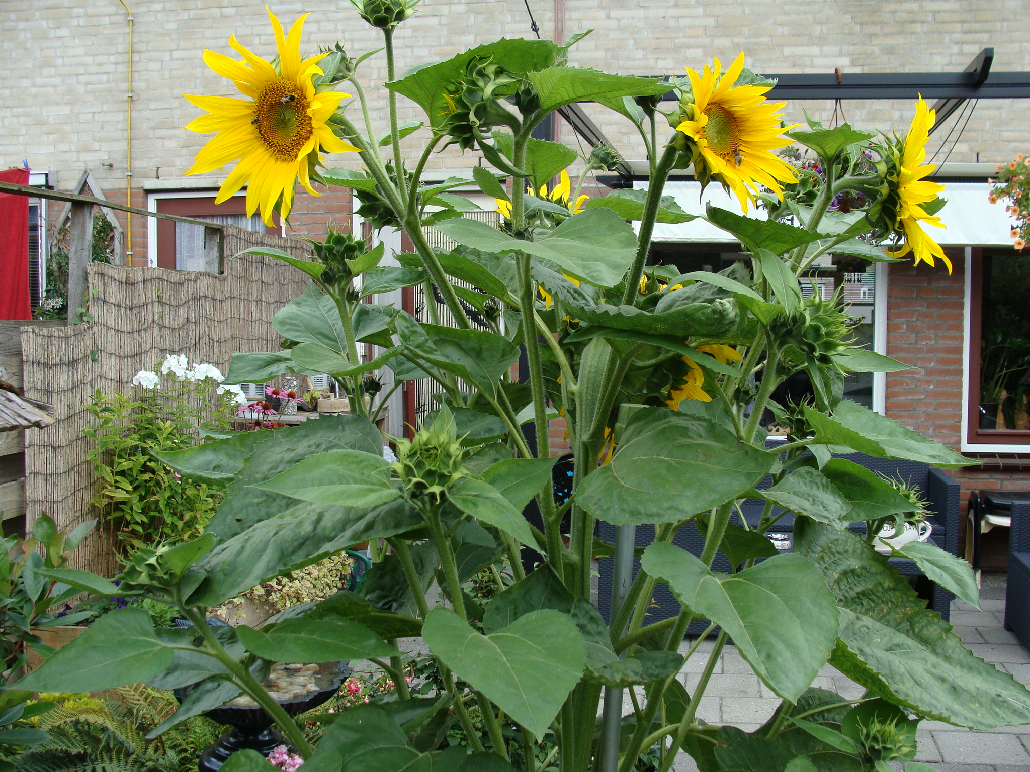 Eldorado voor de hommels