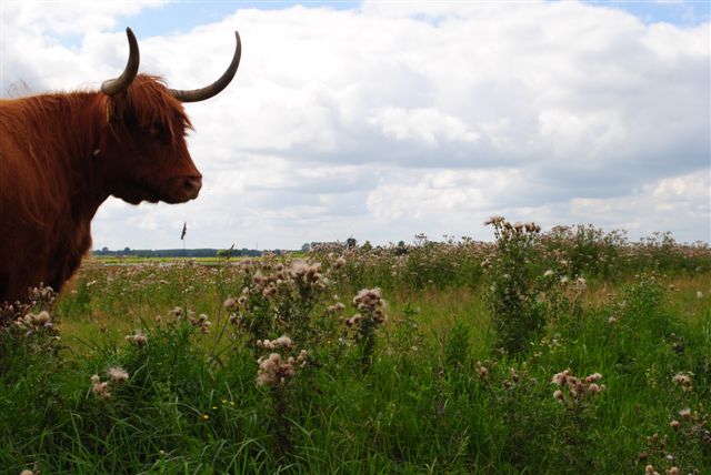 schotse hooglander in groninger landschap