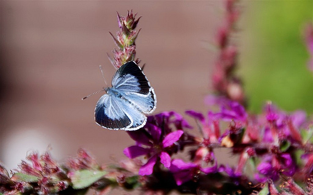 Boomblauwtje (vrouwtje)