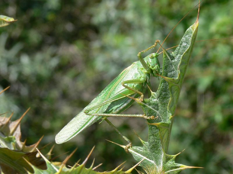 Grote groene sabelsprinkhaan