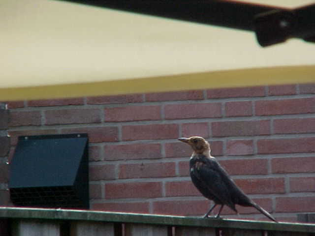 is dit een merel of lijster