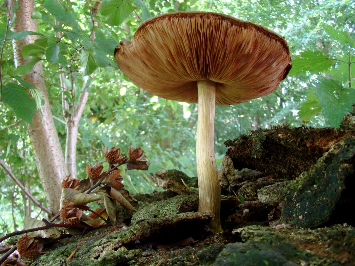 Tussen 't bronsgroen eikenhout...