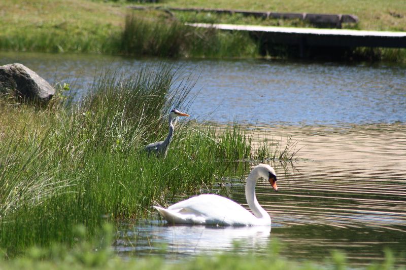 zwaan en reiger