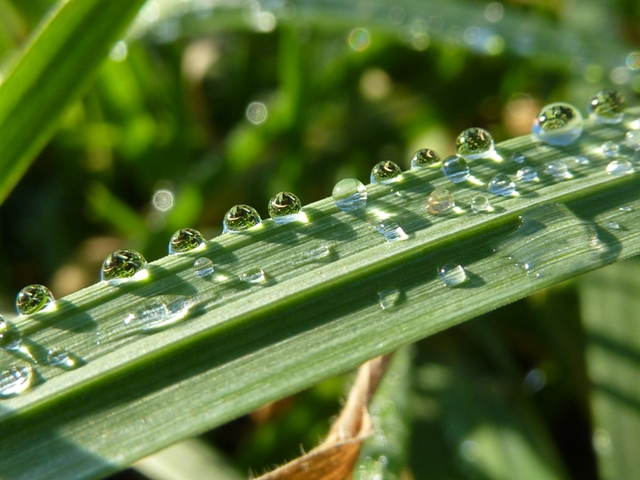 10 heldere waterdruppels op de rand van een grasspriet