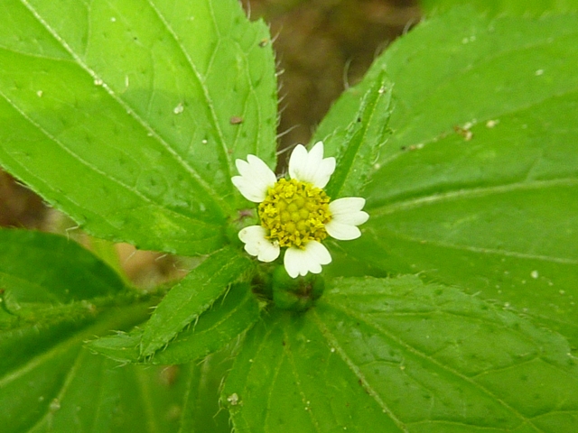 Onkruid of fraaie wilde plant.