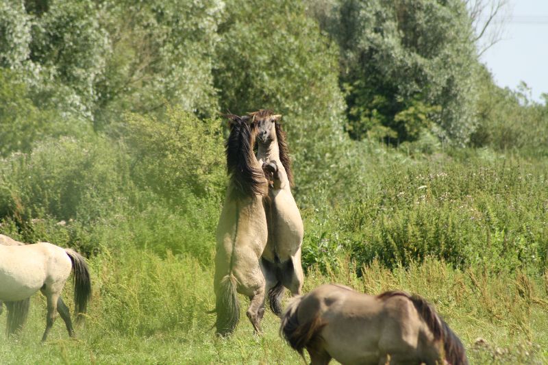 konikpaarden 