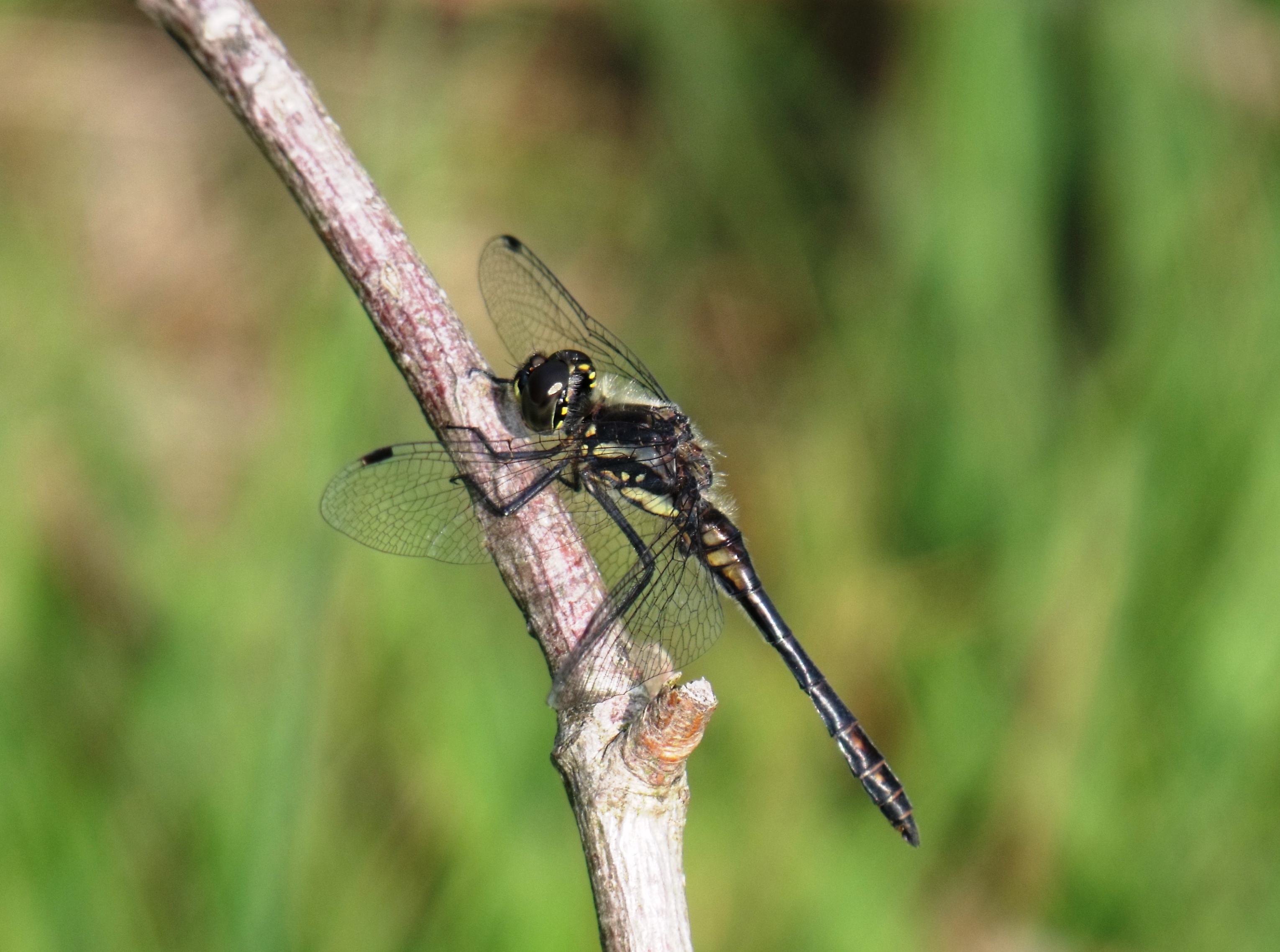 Zwarte Heidelibel man
