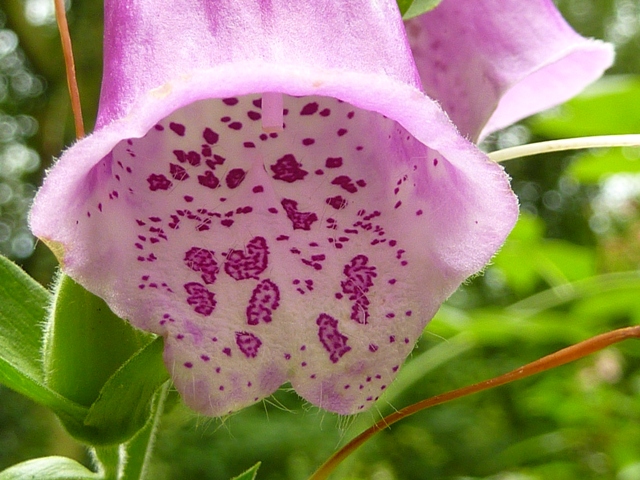 digitalis purpurea