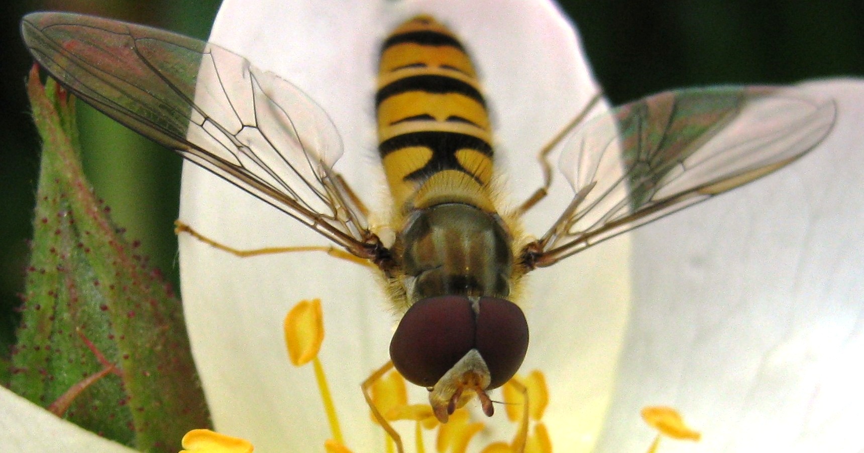 zweefvlieg