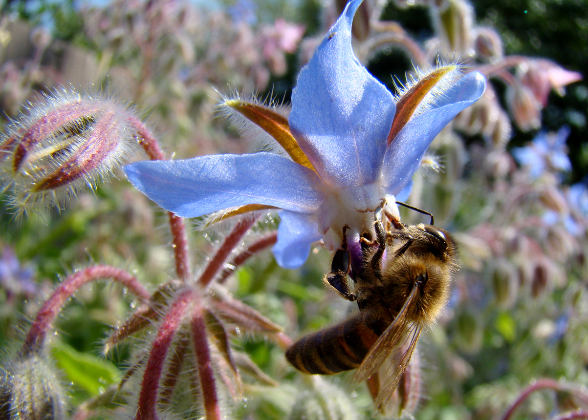 Zweegvlieg op bernagie