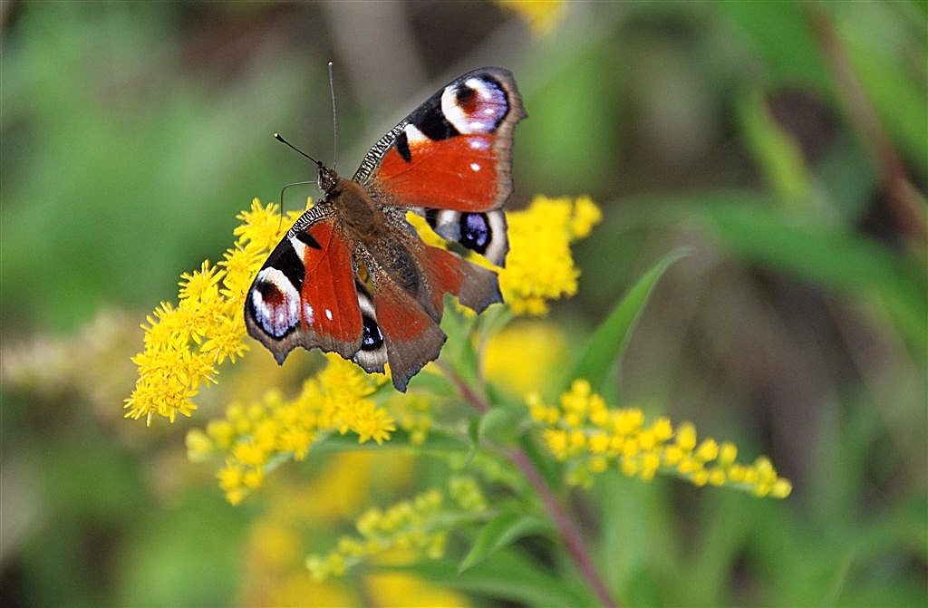 Dagpauwoog (Inachis io)