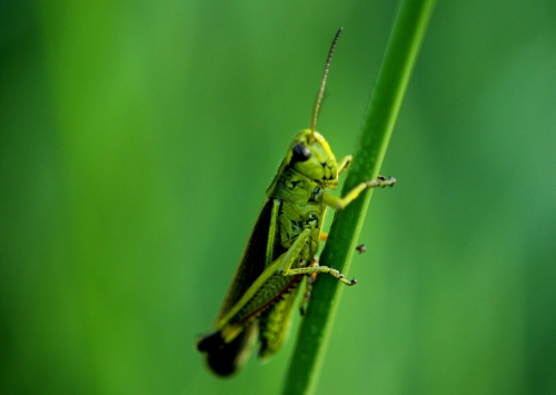 Groene sprinkhaan