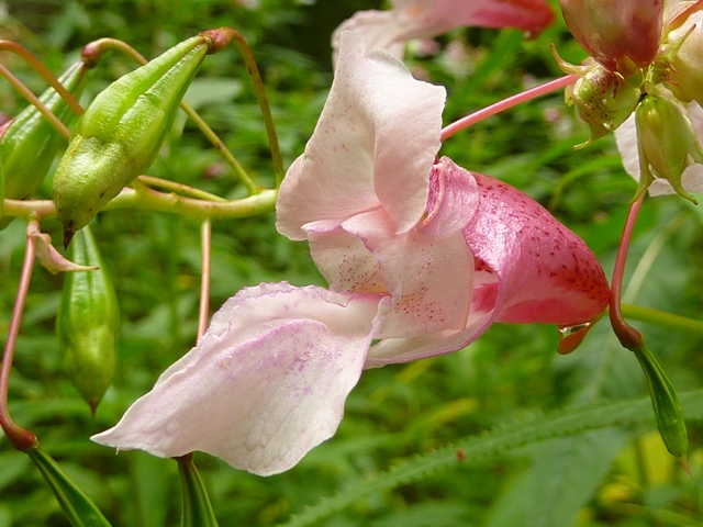 impatiens glandulifera
