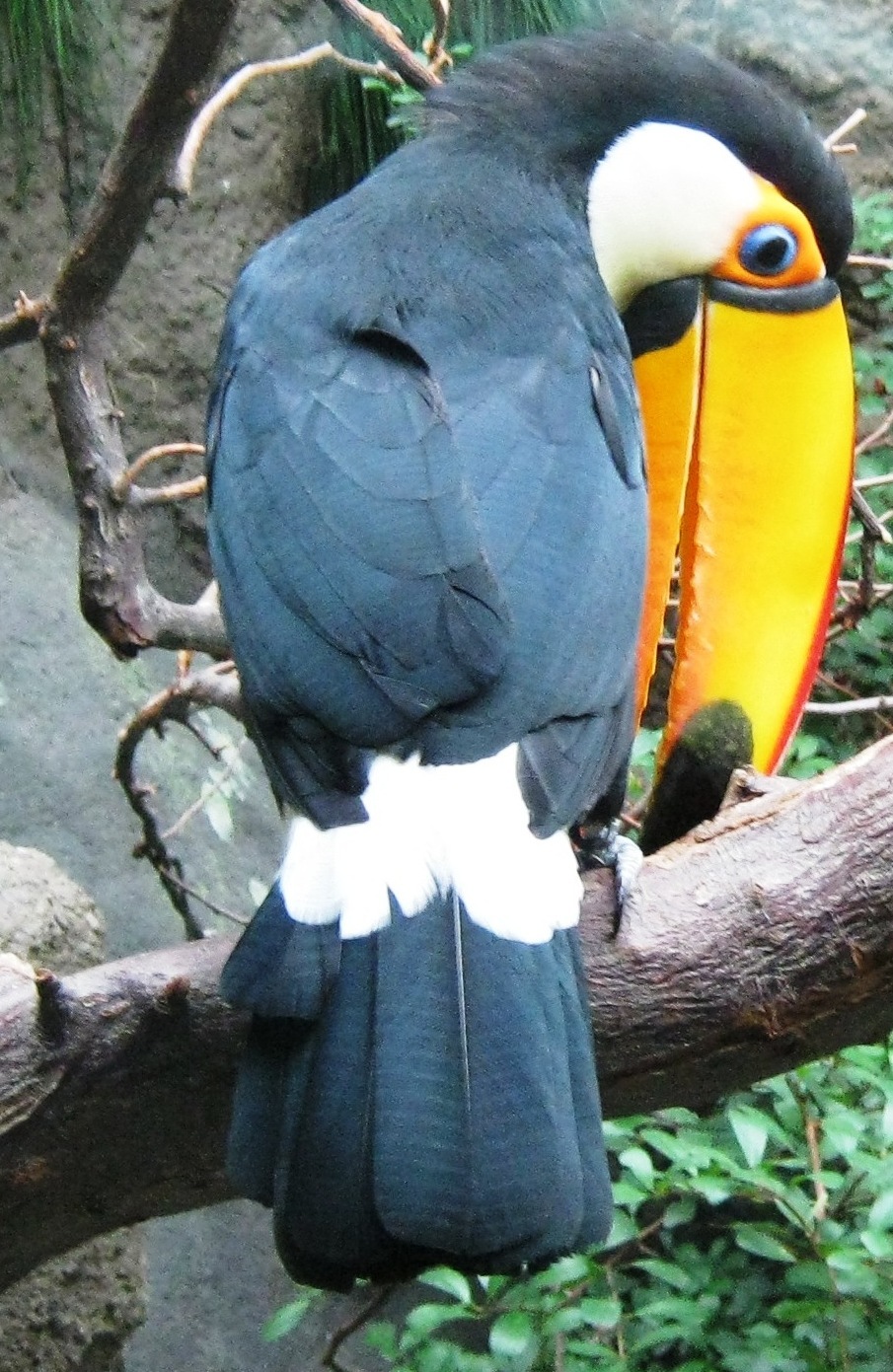 jaarvogel