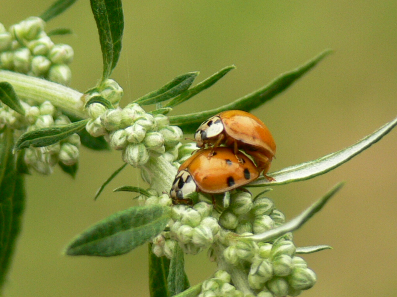 Parende "Lieveheersbeestjes"