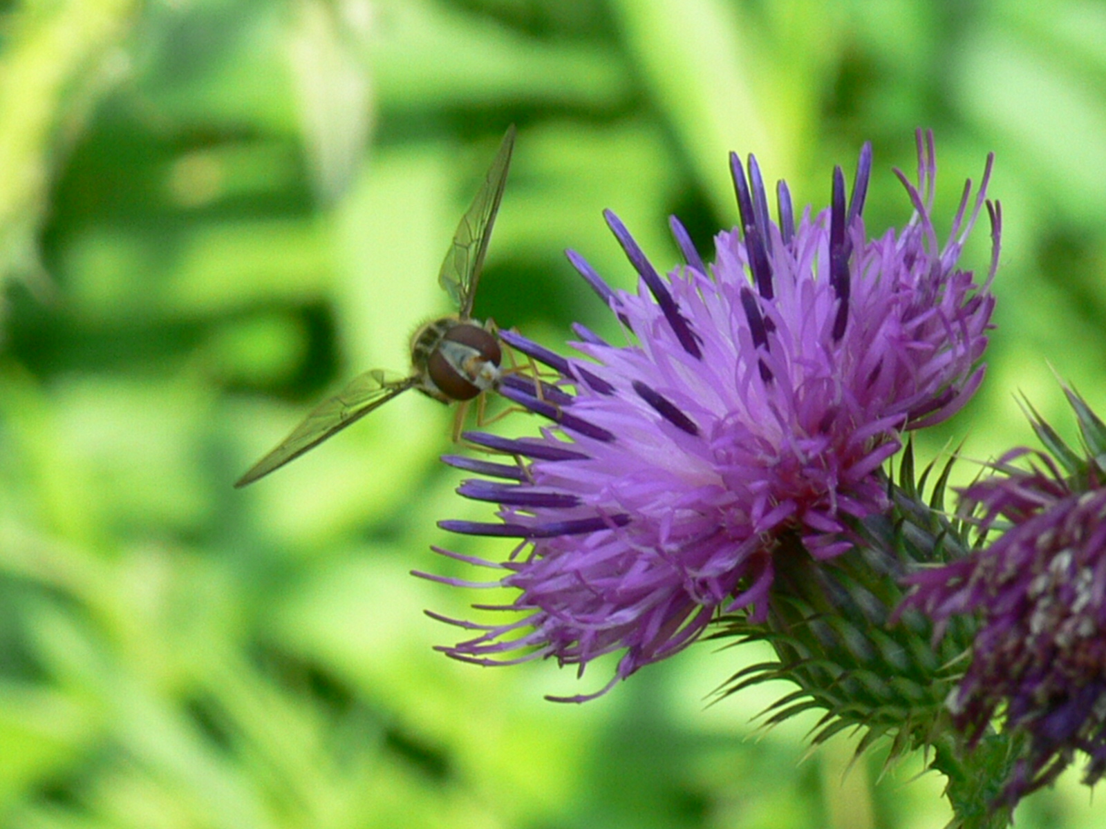 Hele aparte schakering van kleur!