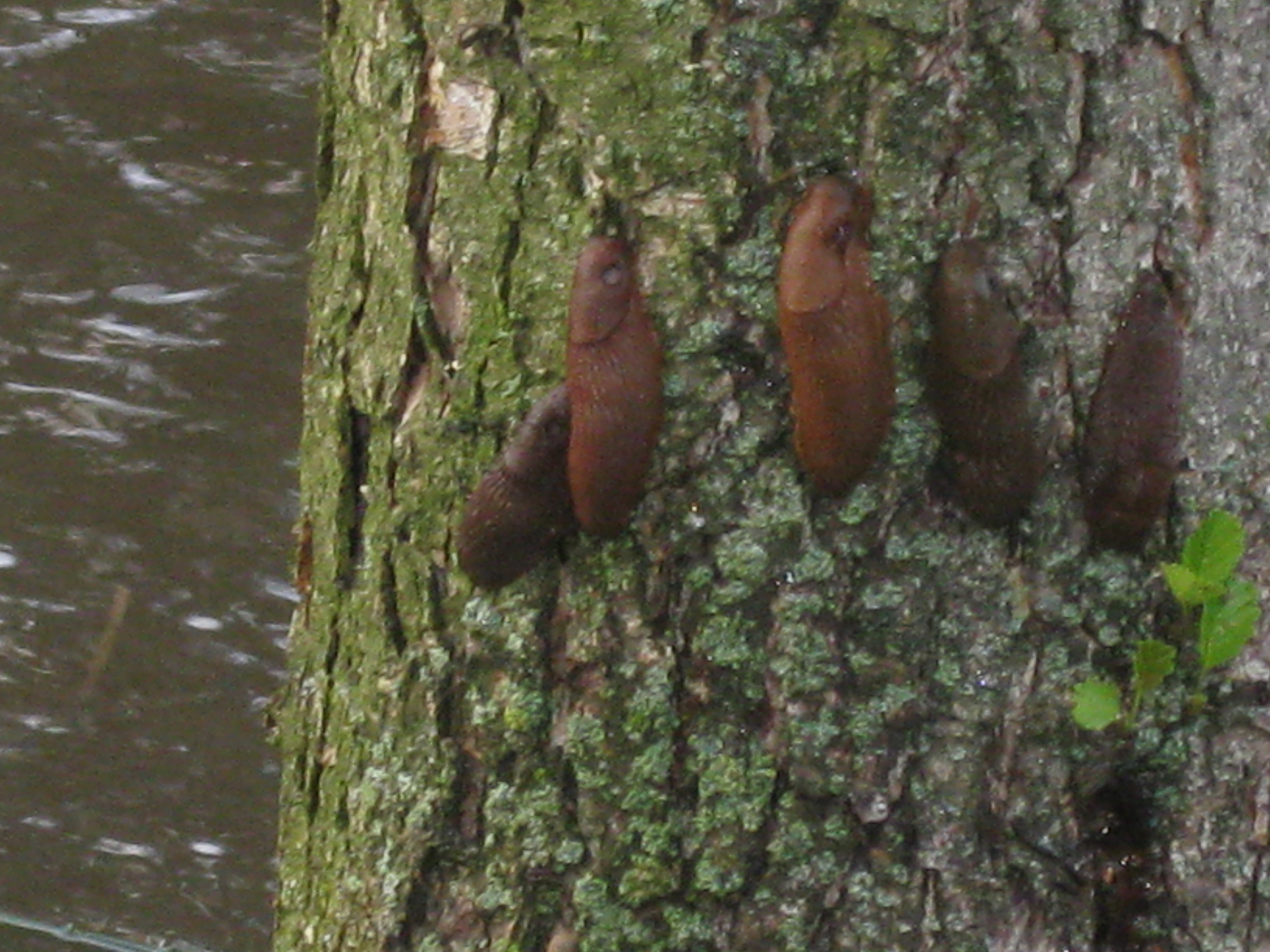 Vluchtende naaktslakken