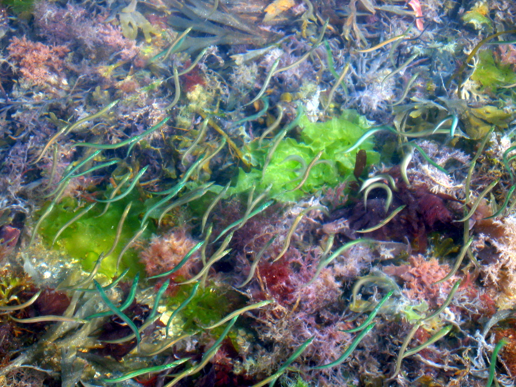 net geen glasaaltjes meer