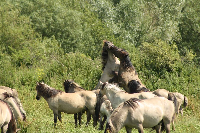 konikpaarden 