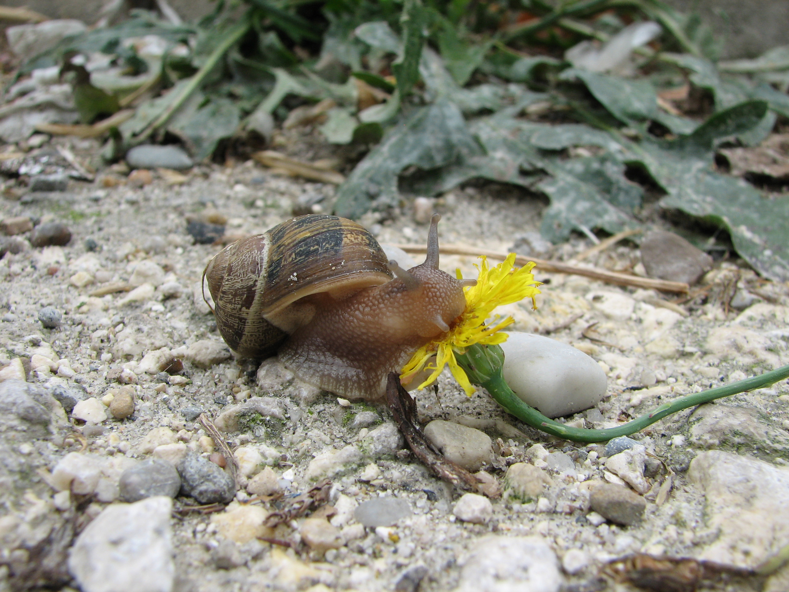 Slak eet paardenbloem