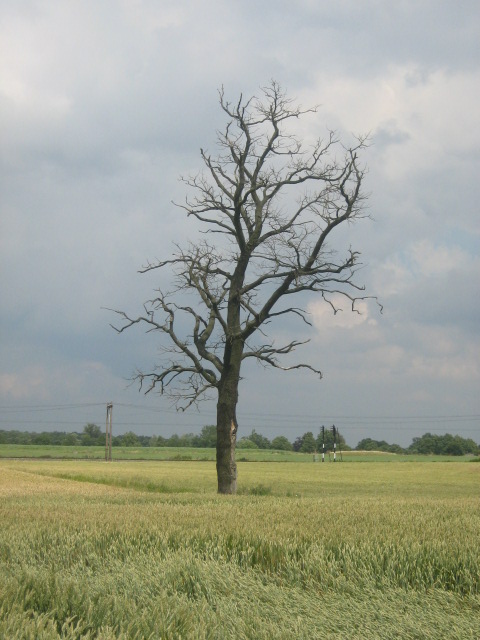 Oude boom tussen jong gewas