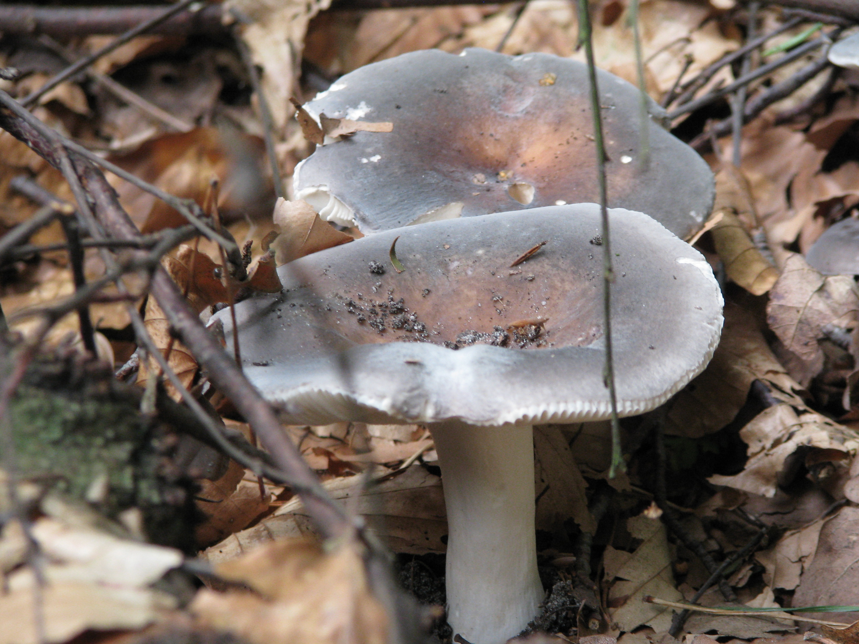 de eerste paddestoelen