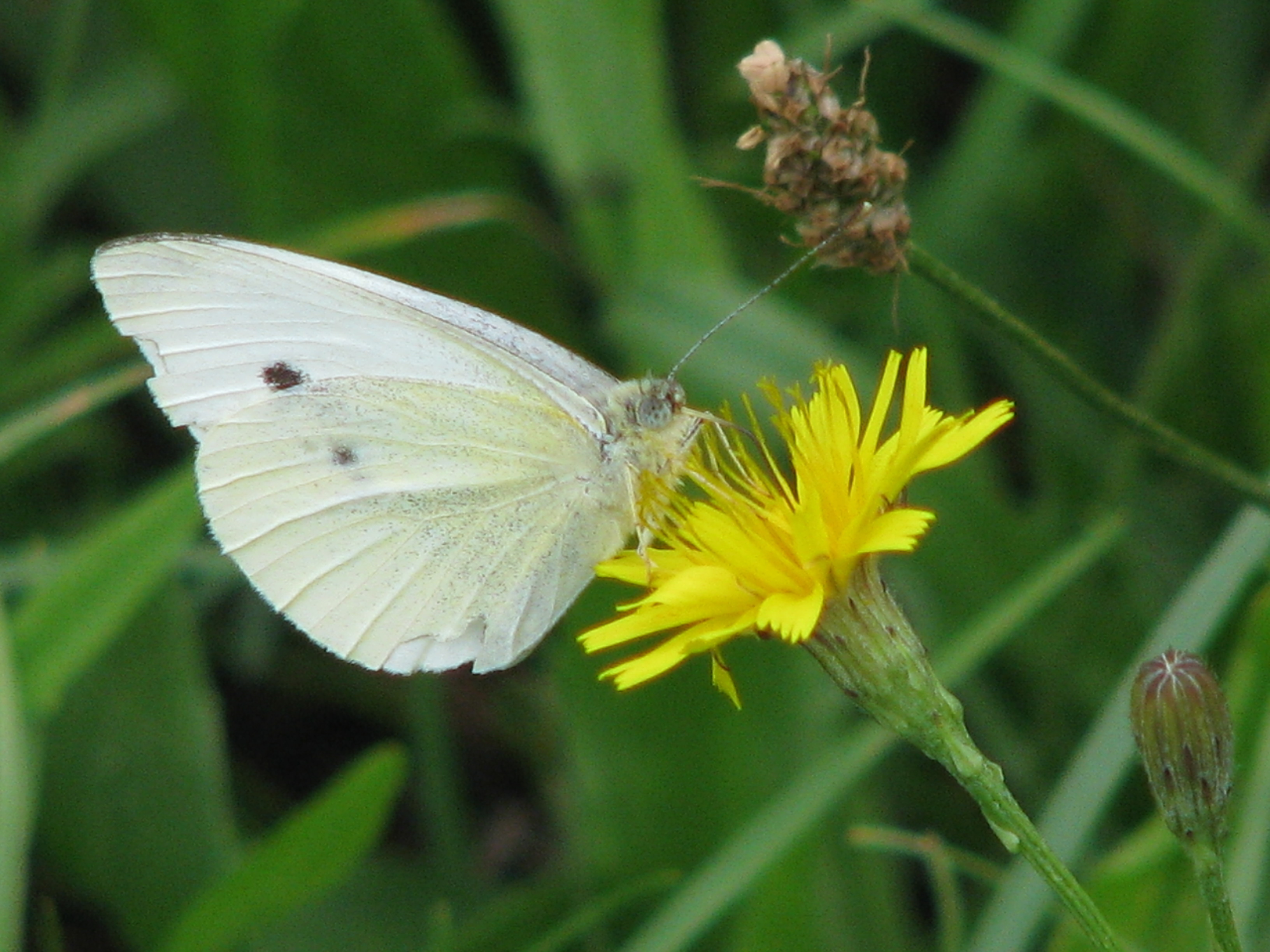 vlinder, mooie vlinder