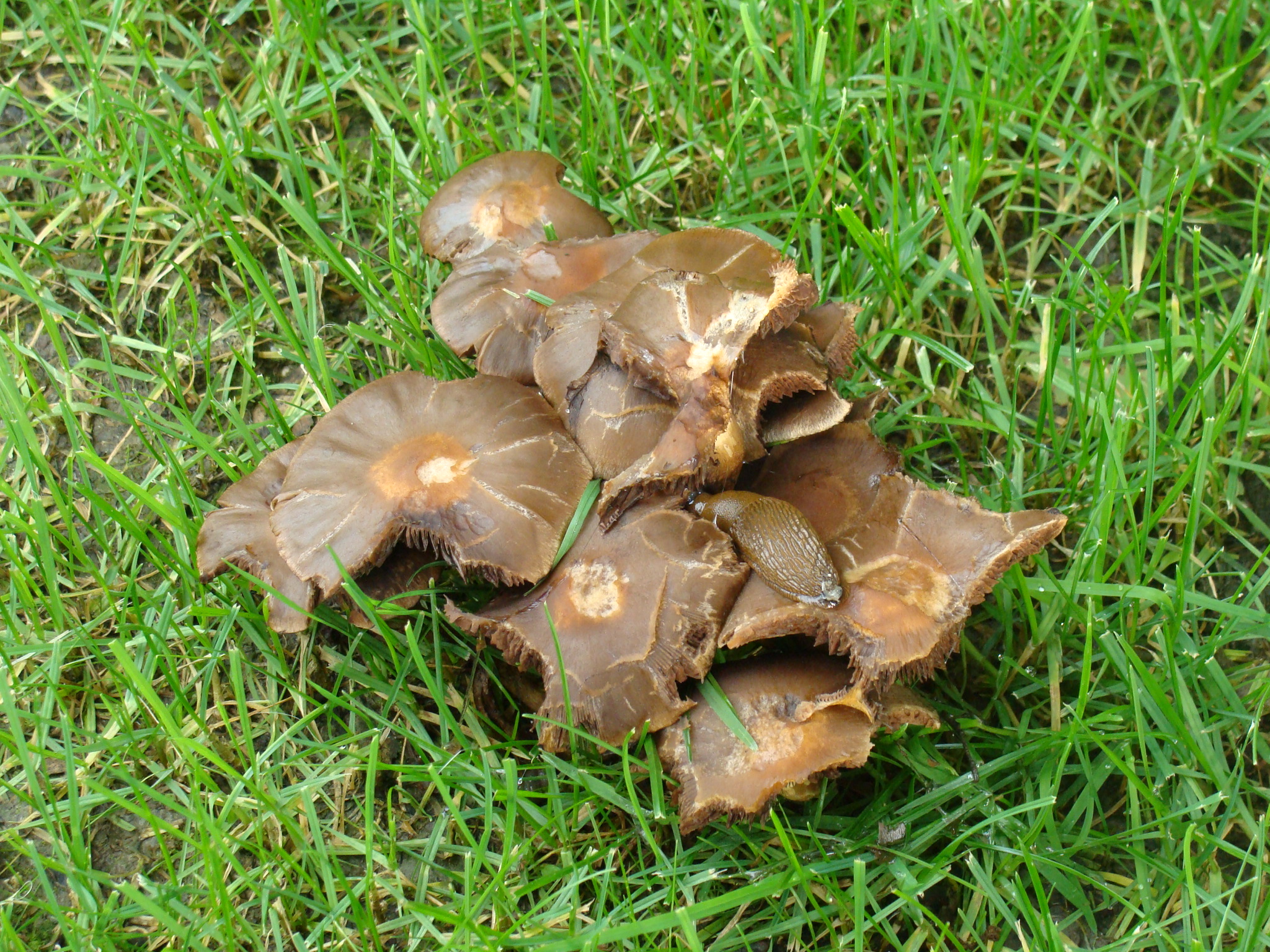 "huisloos "zoekt onderdak