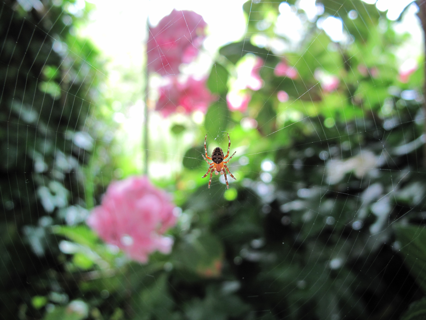 heel klein spinnetje