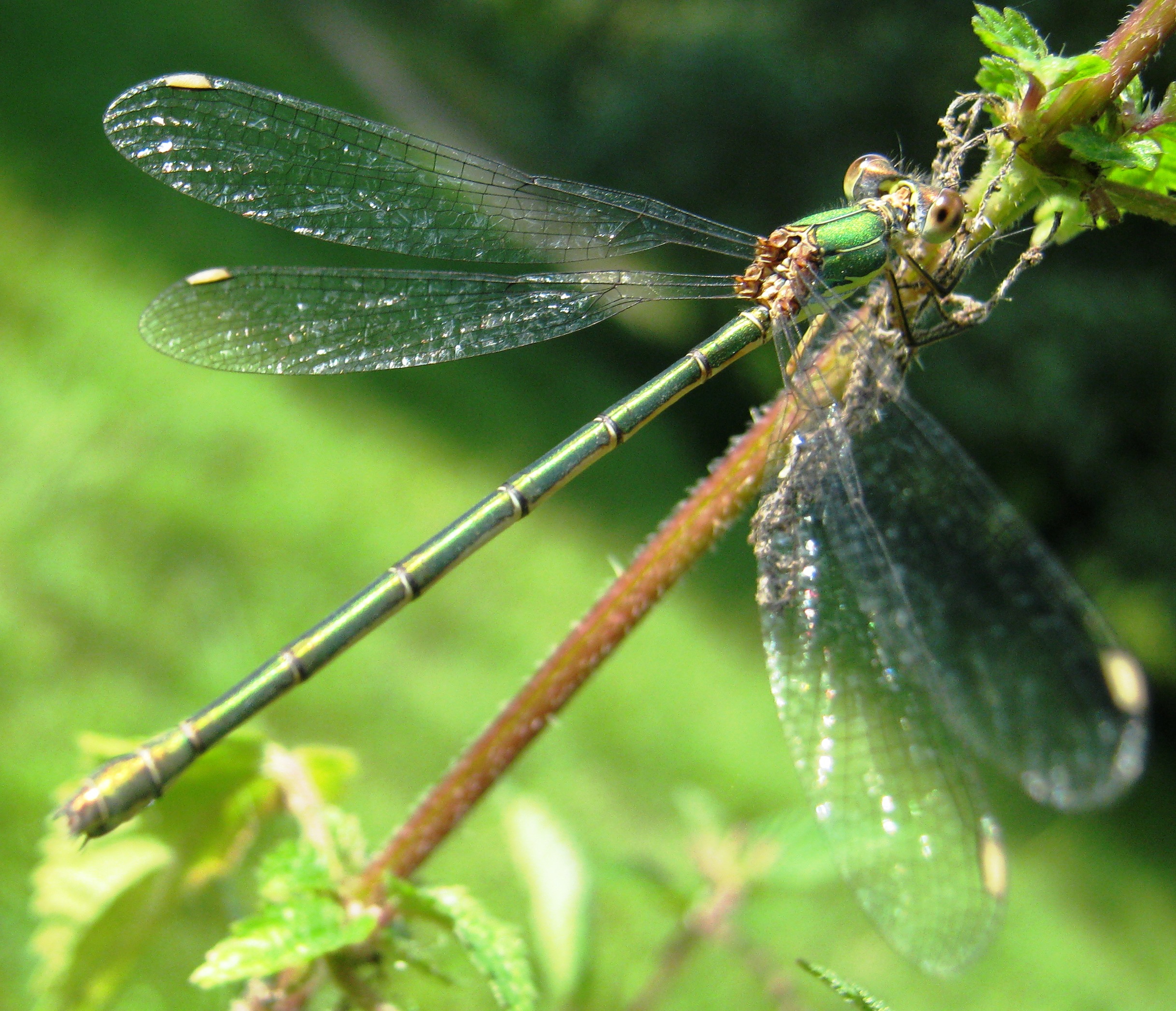 juffertje in't groen...