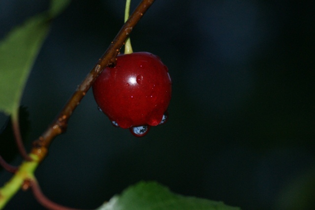 Een bijzondere Kers na regen in de Cahors