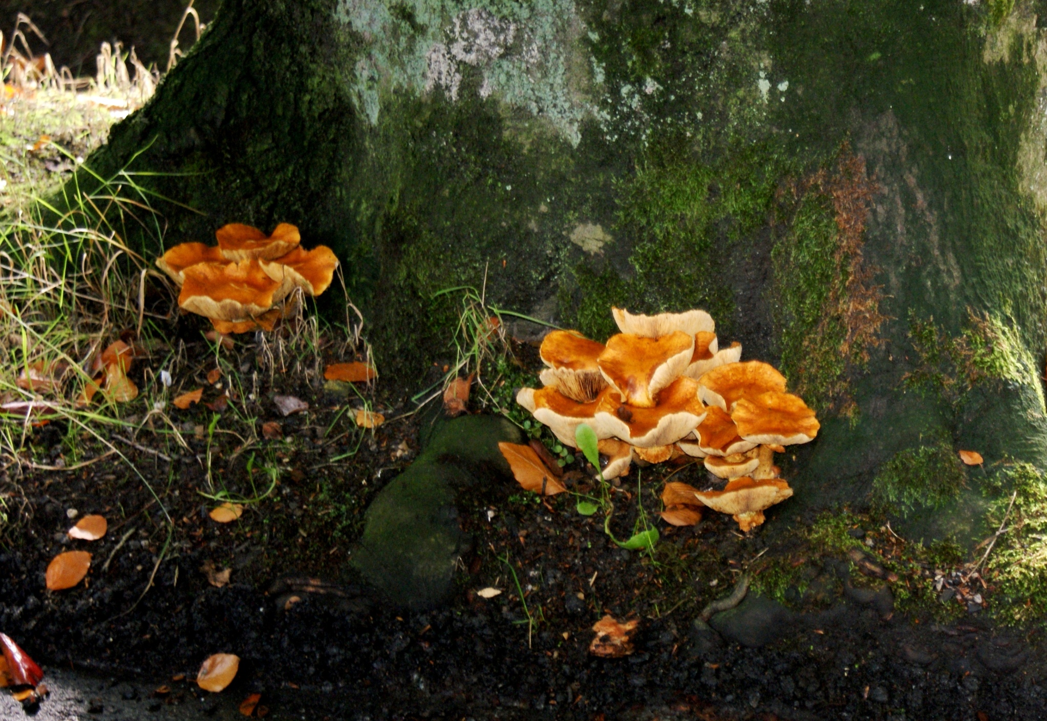 Paddestoelen-Zwammen