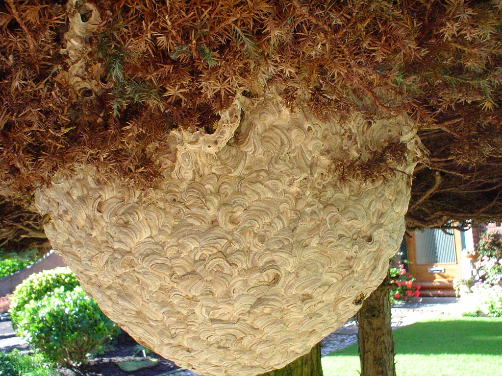 Wespennest in Connifeer