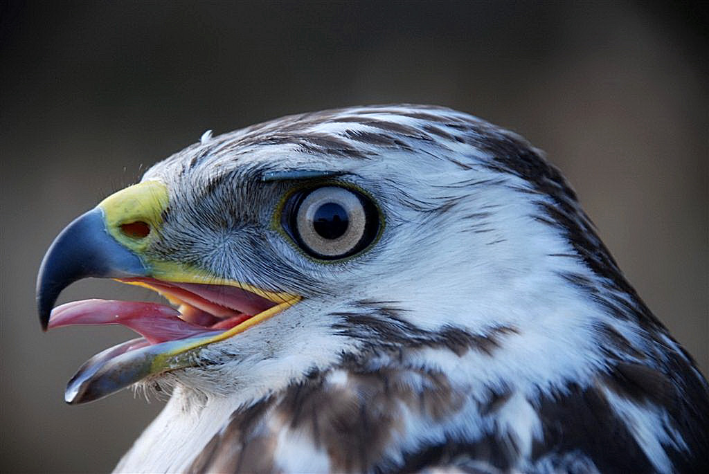 Portret Buizerd.