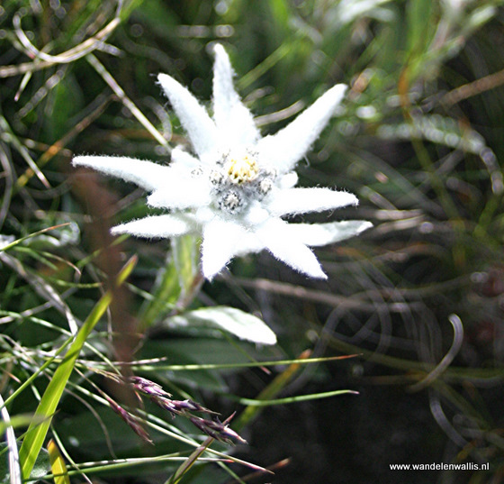 edelweiss
