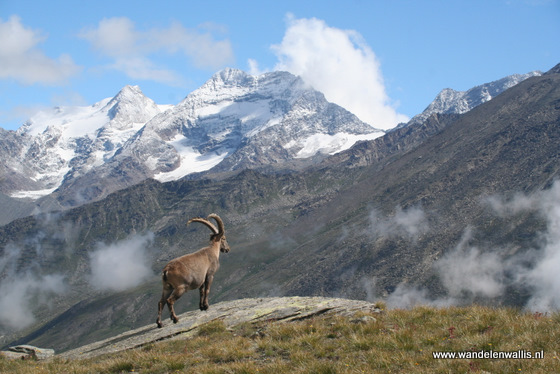steenbok in saastal