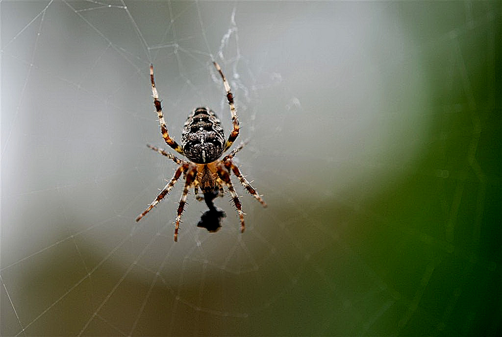 Kruisspin met prooi.