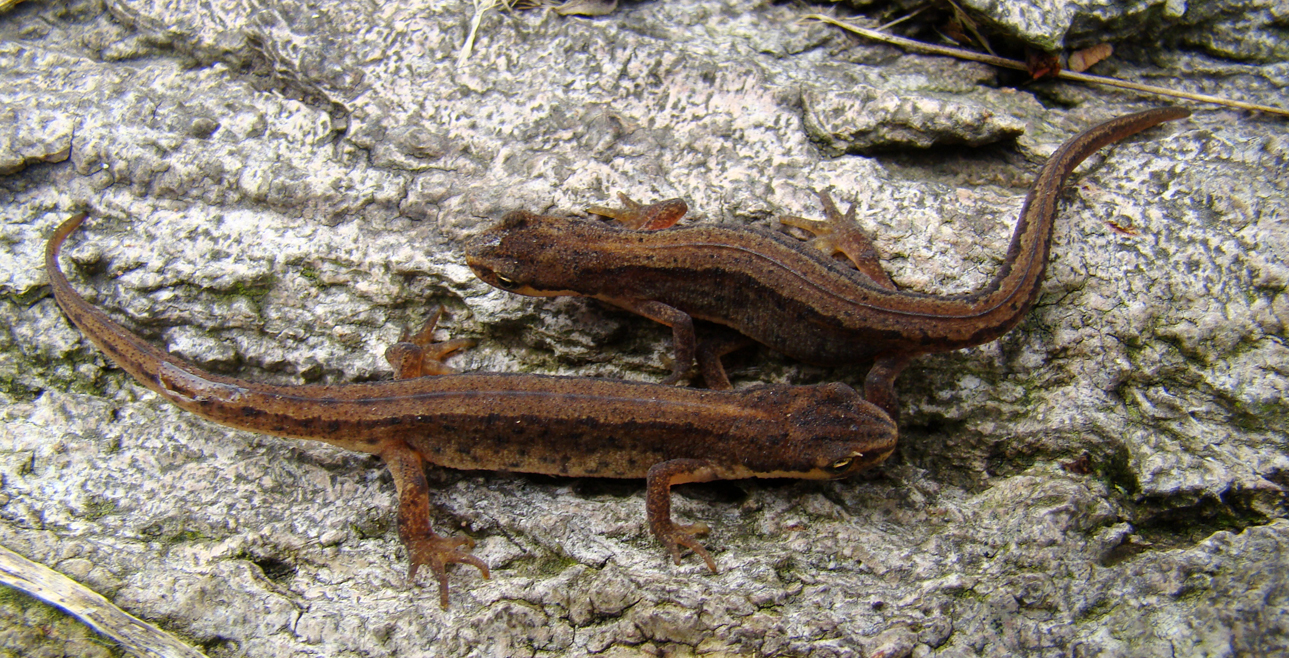 Kleine watersalamander