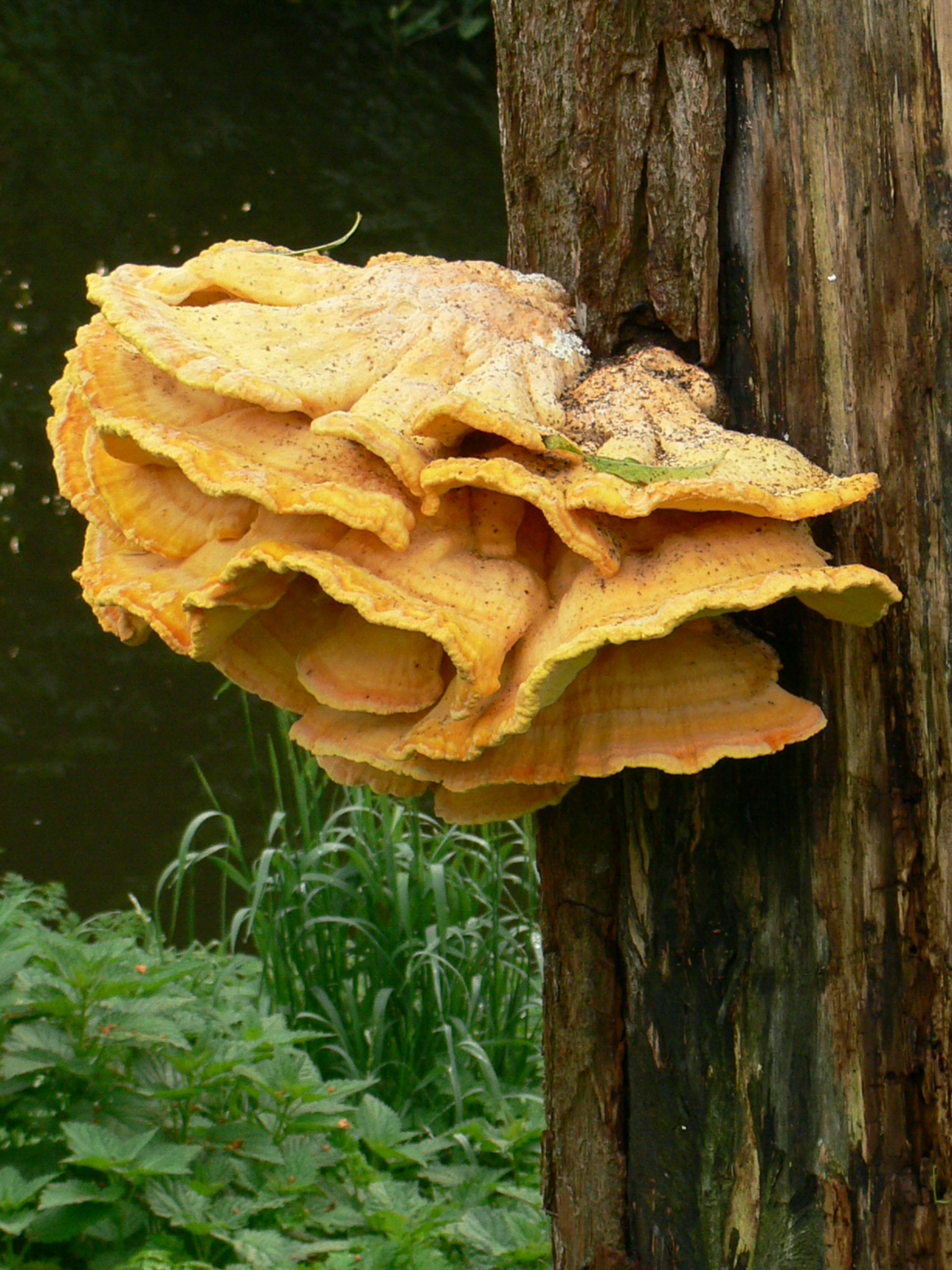 Zwavelzwam 2