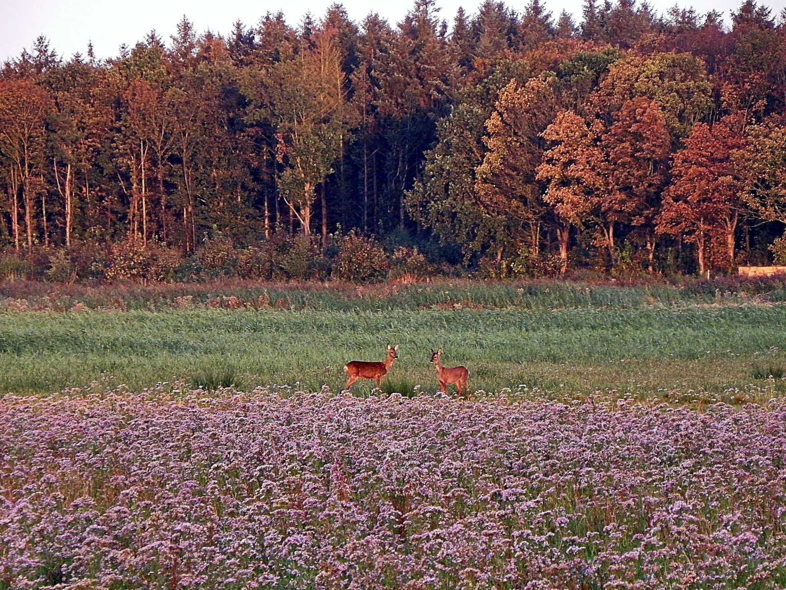 Herfstkleuren