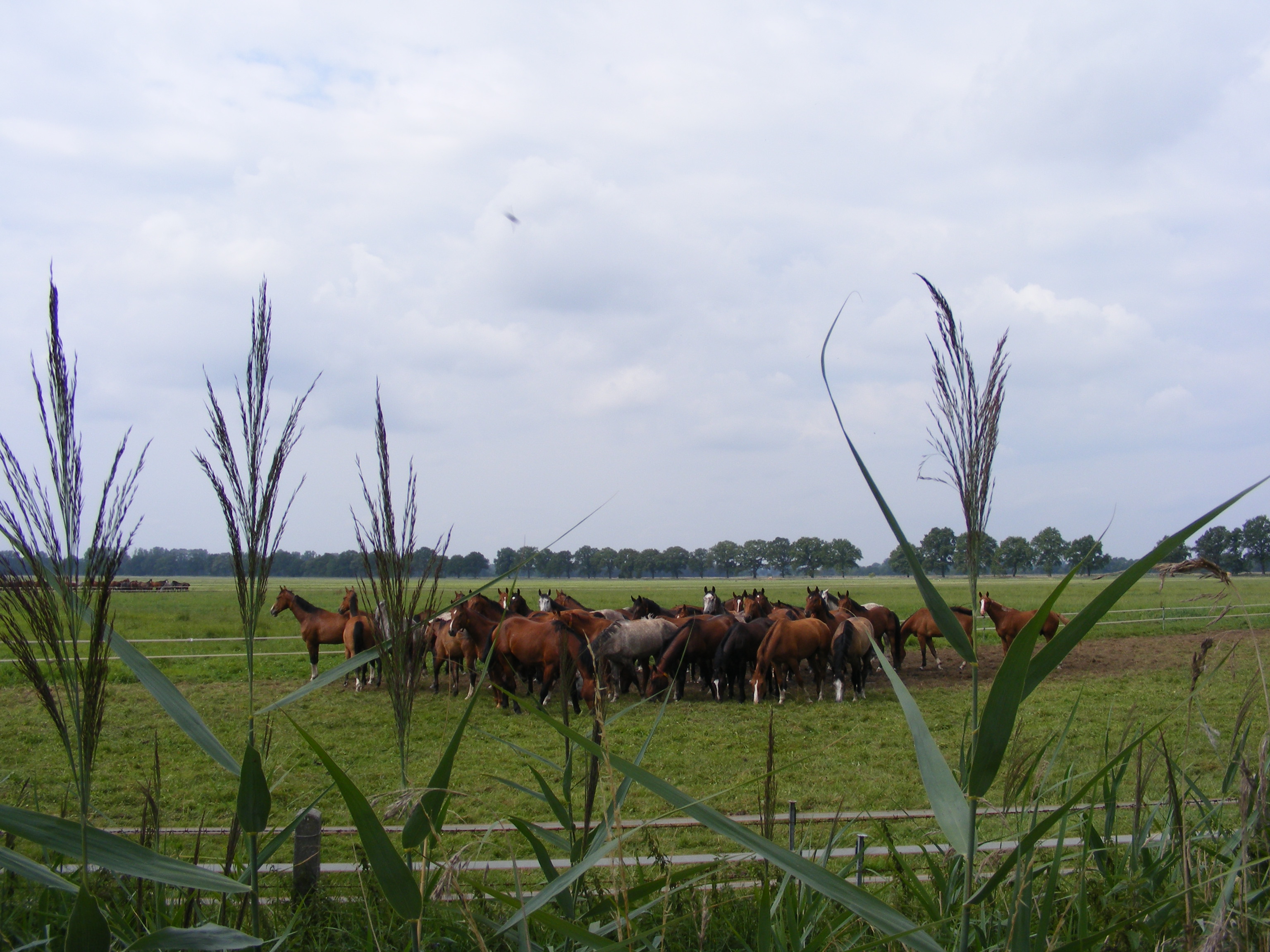 Een van de vele groepen paarden bij Spornitz 