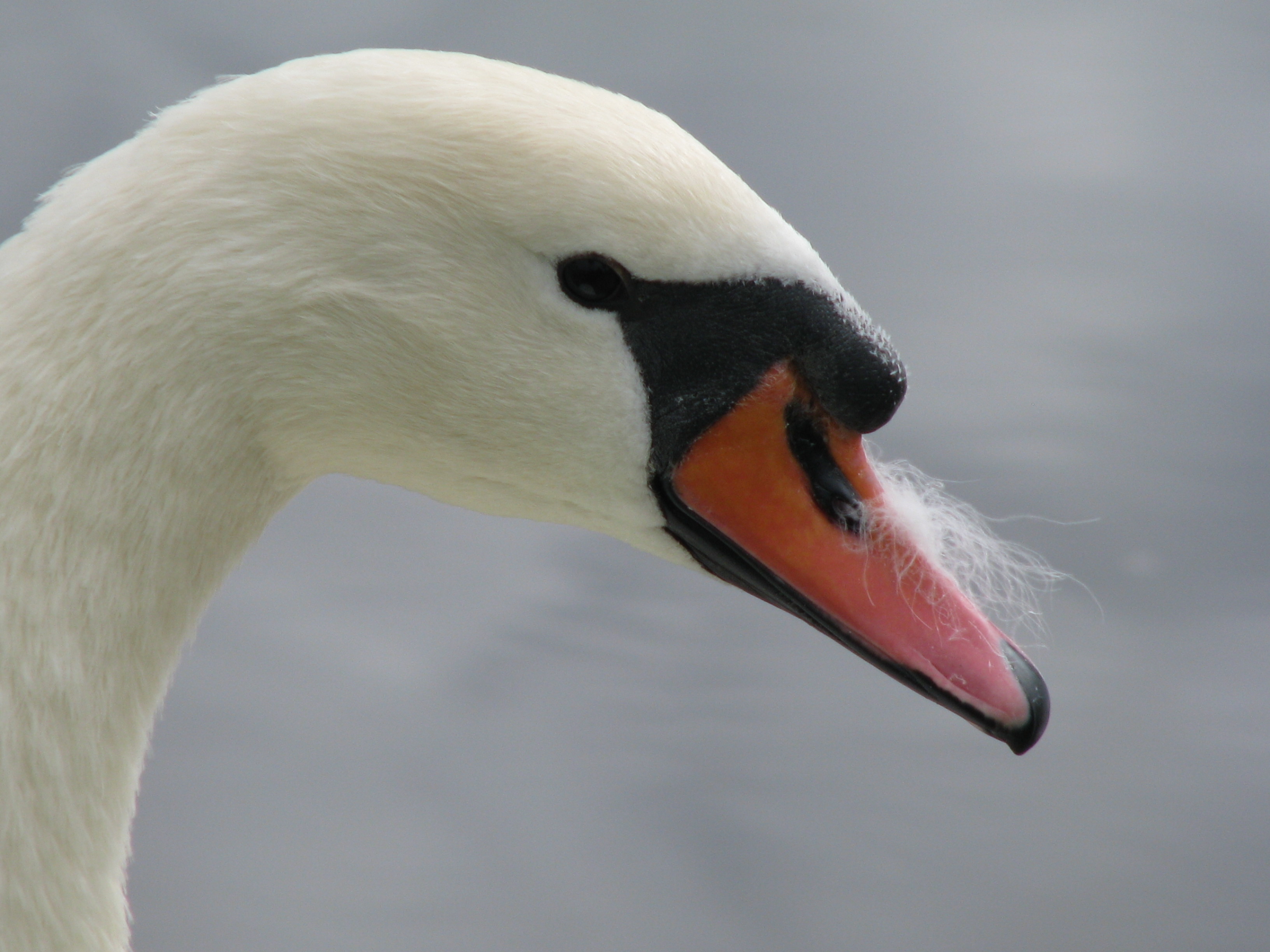 het kietelt op mijn neus