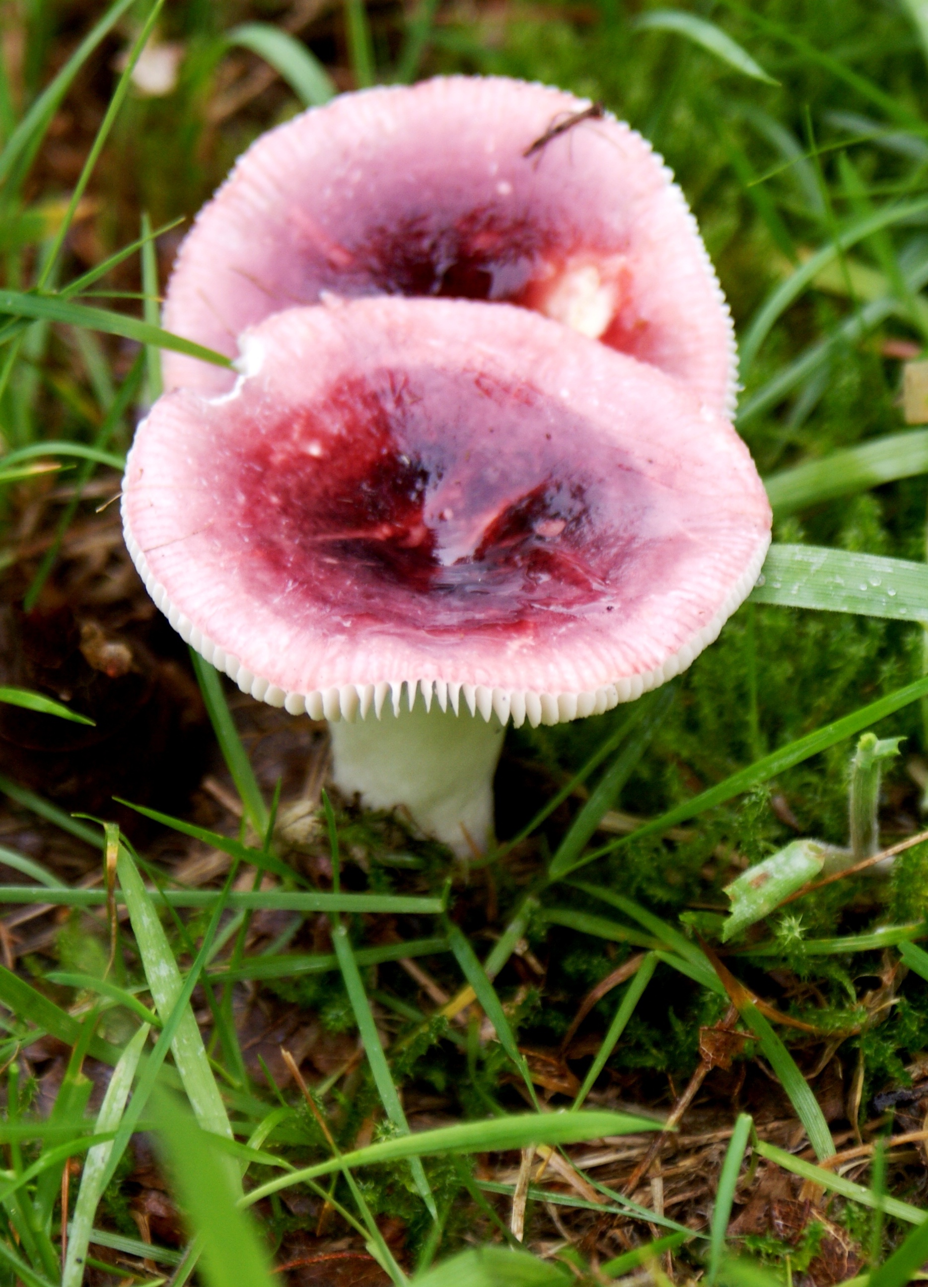 Paddestoelen-Zwammen