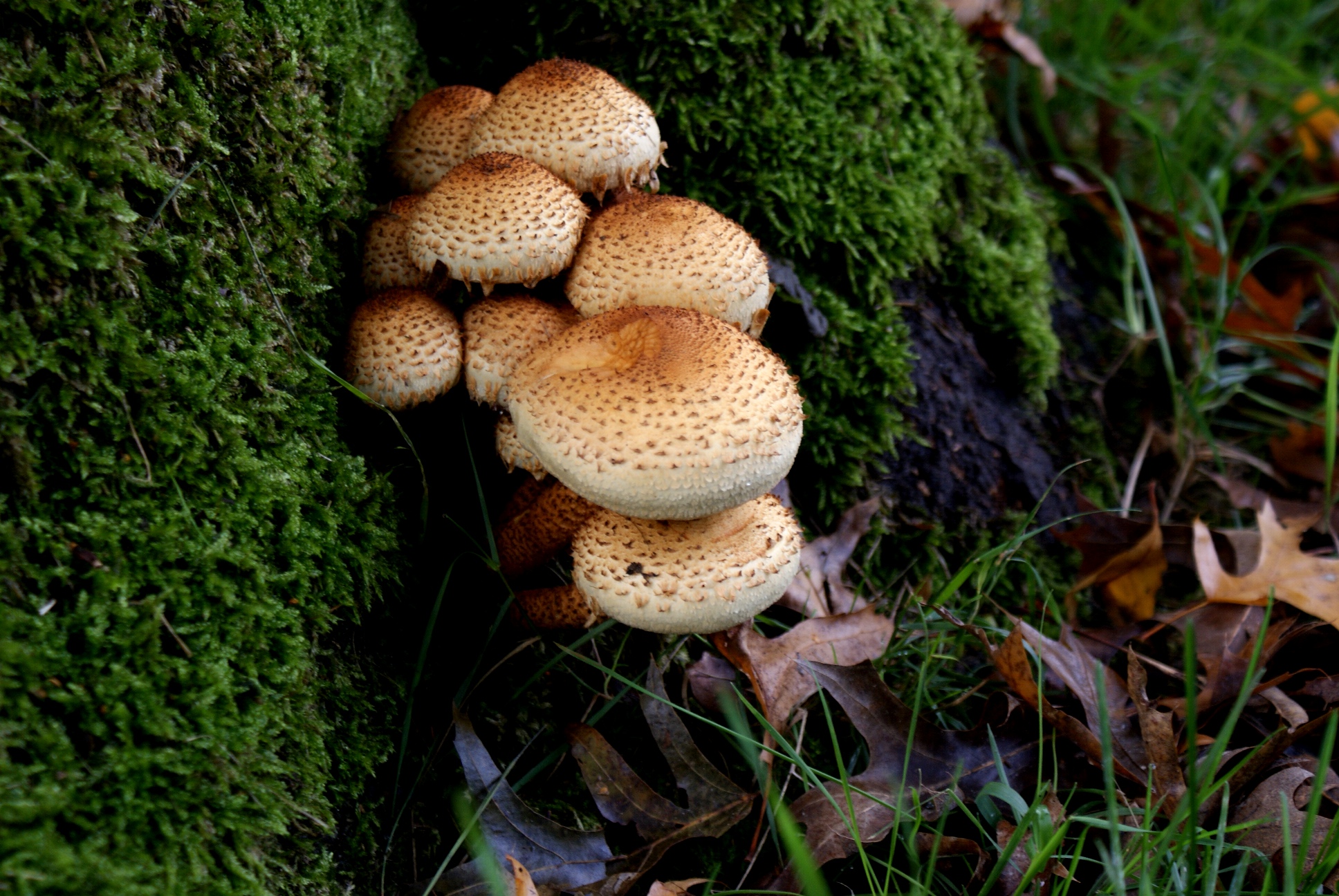 Paddestoelen-Zwammen