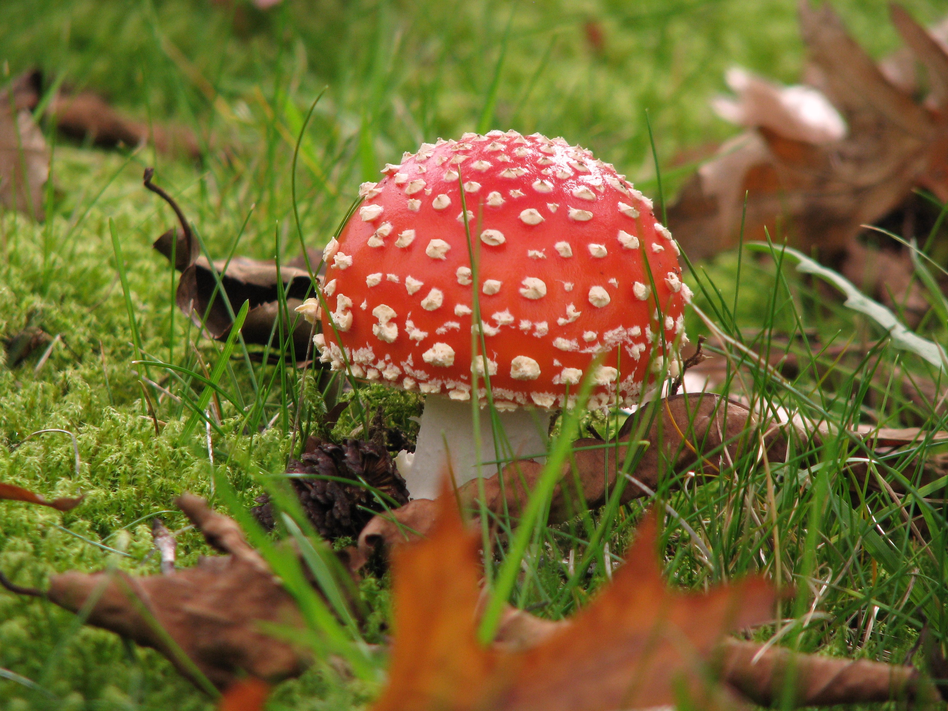 rood met witte stippen